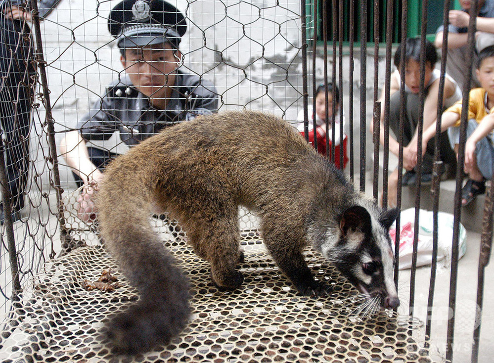 中国、野生動物取引の即時「全面禁止」を宣言　写真1枚　国際ニュース：AFPBB News