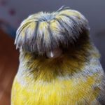 Barry (@barrybirb) • Instagram photos and videos