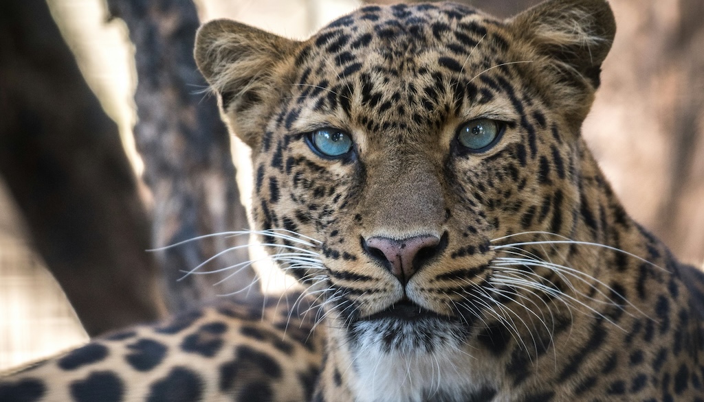 約180万年前、初期ヒト属が“ヒョウの食卓”に… AIで解き明かされた驚きの捕食関係