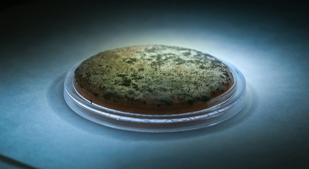 チェルノブイリの黒カビが宇宙で大活躍？放射線を“食べて”成長する真菌の驚異